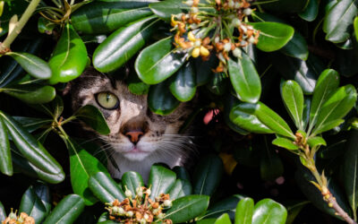 Plantas e Pets: Harmonia e Segurança no Lar