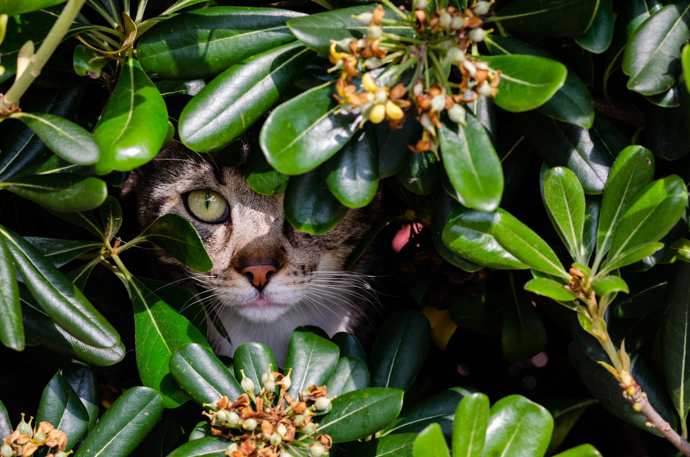 animais e plantas